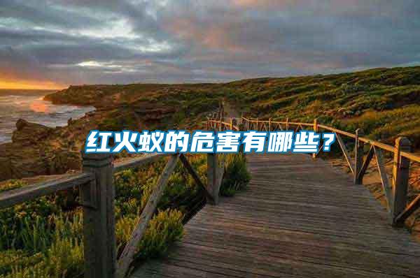 紅火蟻的危害有哪些？