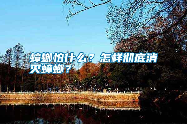 蟑螂怕什么？怎樣徹底消滅蟑螂？