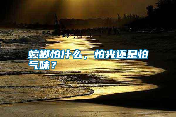 蟑螂怕什么，怕光還是怕氣味？