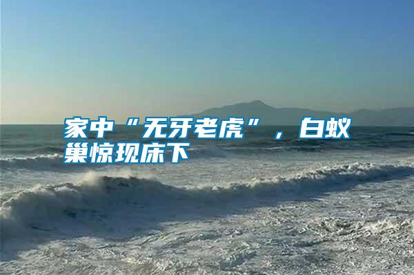 家中“無牙老虎”，白蟻巢驚現(xiàn)床下
