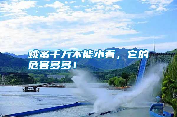 跳蚤千萬不能小看，它的危害多多！