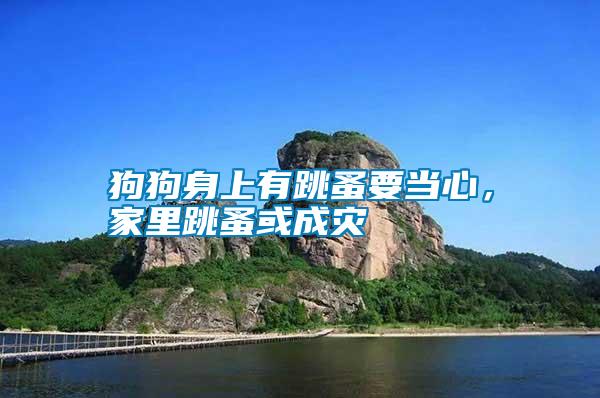 狗狗身上有跳蚤要當(dāng)心，家里跳蚤或成災(zāi)
