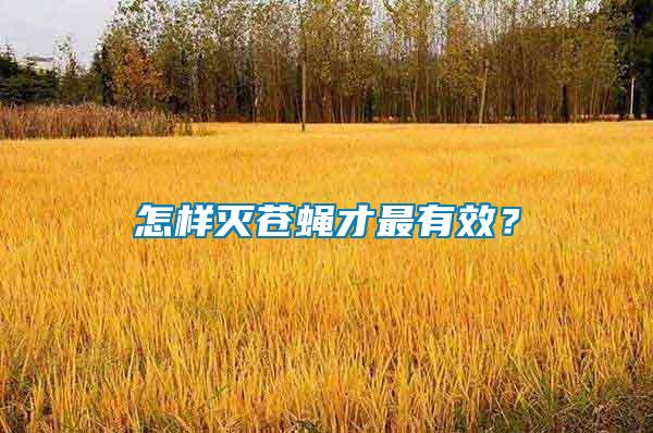 怎樣滅蒼蠅才最有效？