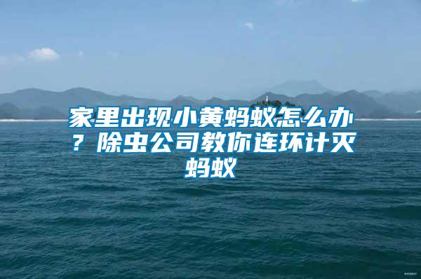 家里出現小黃螞蟻怎么辦？除蟲公司教你連環(huán)計滅螞蟻