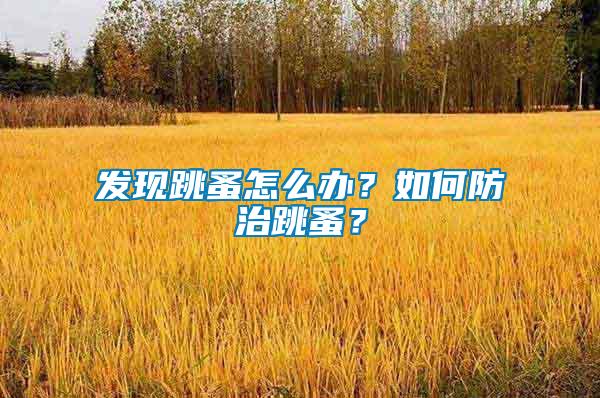 發(fā)現(xiàn)跳蚤怎么辦？如何防治跳蚤？