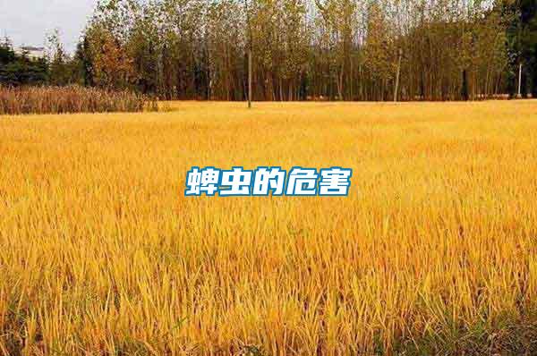 蜱蟲的危害