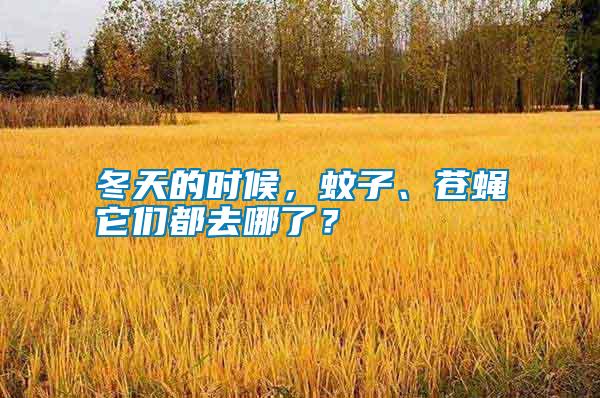 冬天的時(shí)候，蚊子、蒼蠅它們都去哪了？