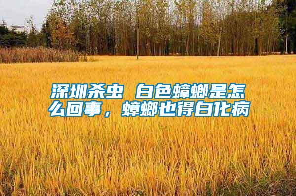 深圳殺蟲 白色蟑螂是怎么回事，蟑螂也得白化病