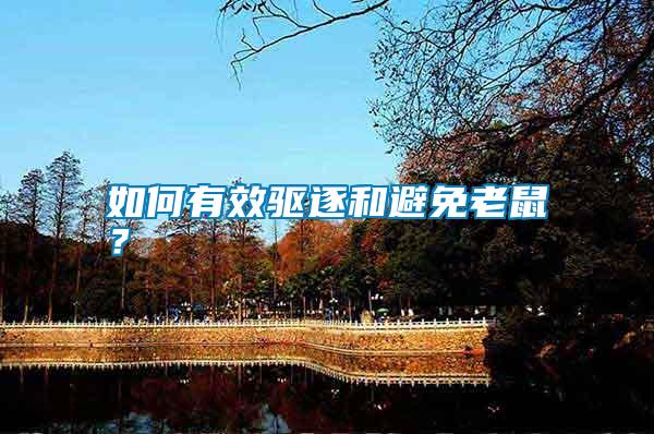 如何有效驅(qū)逐和避免老鼠？
