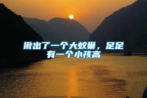 揪出了一個大蟻巢，足足有一個小孩高
