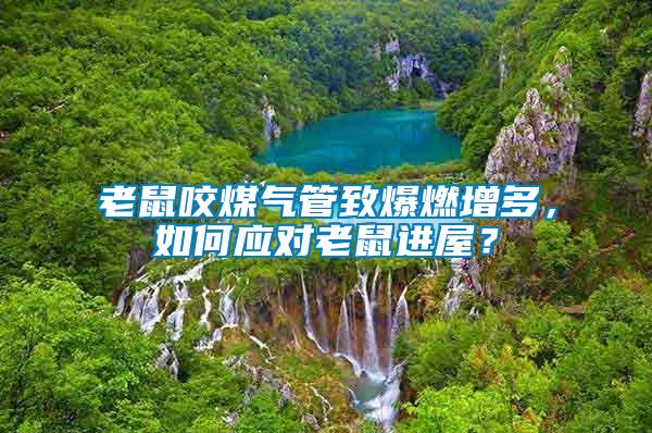 老鼠咬煤氣管致爆燃增多，如何應(yīng)對老鼠進(jìn)屋？