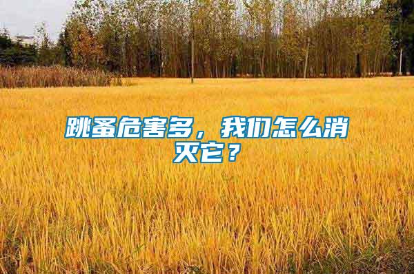跳蚤危害多，我們?cè)趺聪麥缢?/></p>
             <p style=