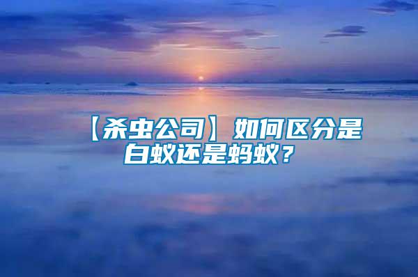 【殺蟲(chóng)公司】如何區(qū)分是白蟻還是螞蟻？