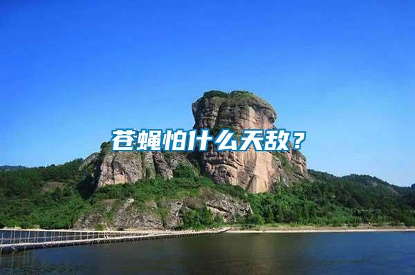 蒼蠅怕什么天敵？