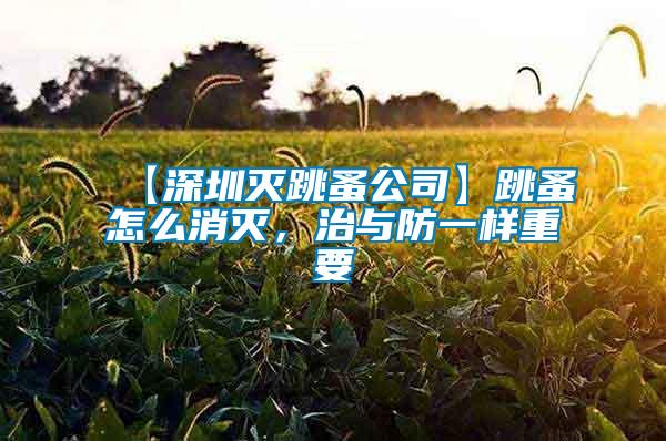 【深圳滅跳蚤公司】跳蚤怎么消滅，治與防一樣重要