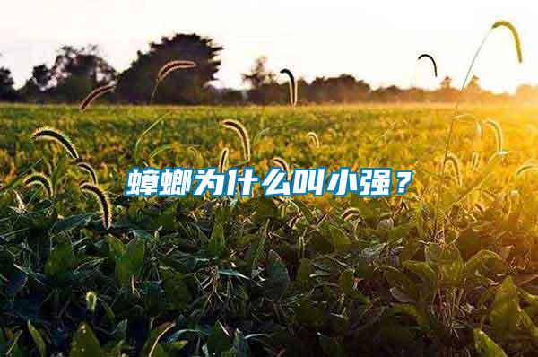 蟑螂為什么叫小強(qiáng)？