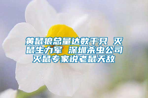 黃鼠狼總量達(dá)數(shù)千只 滅鼠生力軍 深圳殺蟲(chóng)公司滅鼠專家說(shuō)老鼠天敵