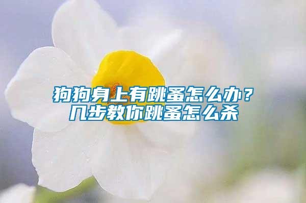 狗狗身上有跳蚤怎么辦？幾步教你跳蚤怎么殺