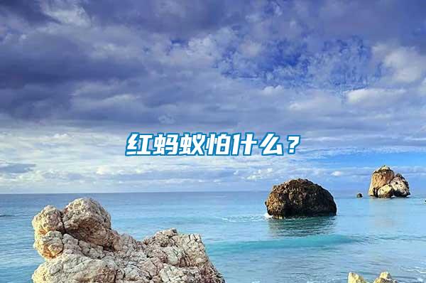 紅螞蟻怕什么？