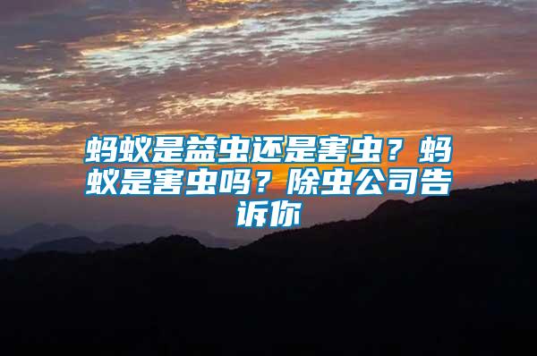 螞蟻是益蟲還是害蟲？螞蟻是害蟲嗎？除蟲公司告訴你