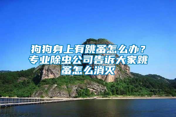 狗狗身上有跳蚤怎么辦？專(zhuān)業(yè)除蟲(chóng)公司告訴大家跳蚤怎么消滅