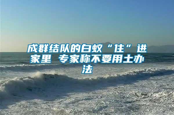 成群結(jié)隊的白蟻“住”進(jìn)家里 專家稱不要用土辦法