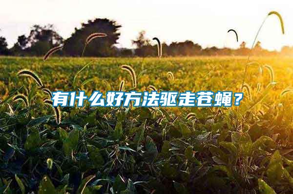 有什么好方法驅(qū)走蒼蠅？