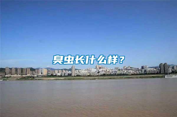 臭蟲長什么樣？