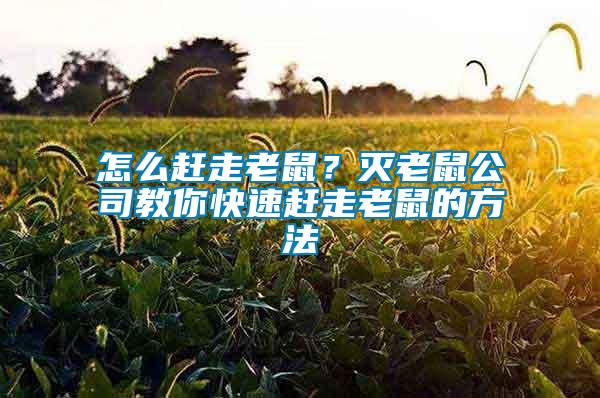 怎么趕走老鼠？滅老鼠公司教你快速趕走老鼠的方法