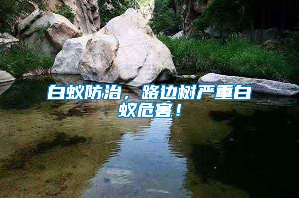 白蟻防治，路邊樹嚴重白蟻危害！
