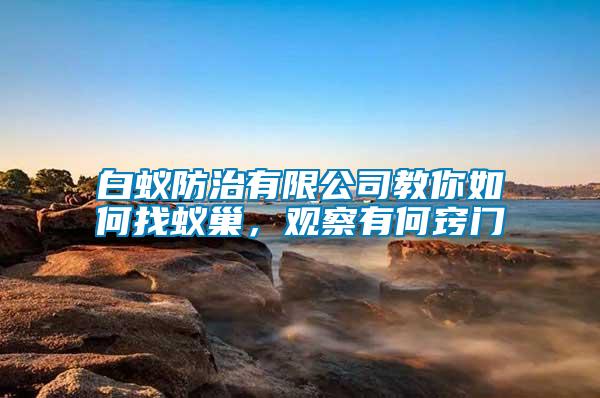 白蟻防治有限公司教你如何找蟻巢，觀察有何竅門