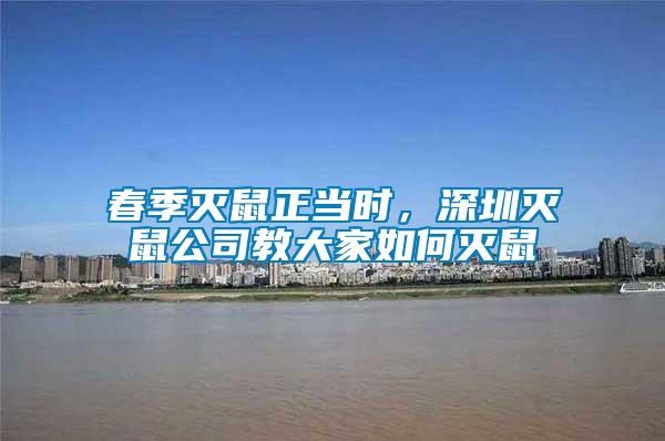春季滅鼠正當時，深圳滅鼠公司教大家如何滅鼠