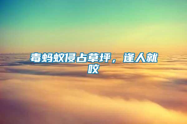 毒螞蟻侵占草坪，逢人就咬