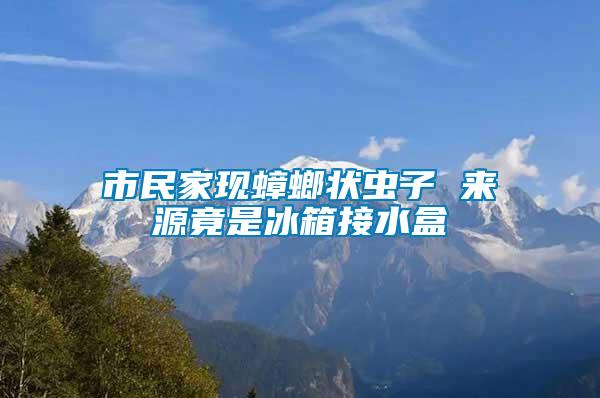 市民家現(xiàn)蟑螂狀蟲子 來(lái)源竟是冰箱接水盒