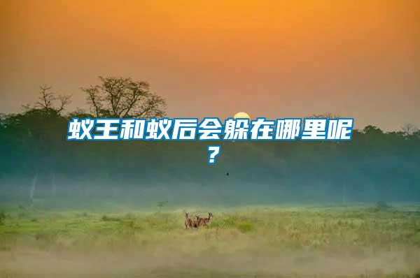 蟻王和蟻后會(huì)躲在哪里呢？
