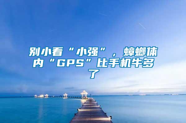 別小看“小強(qiáng)”，蟑螂體內(nèi)“GPS”比手機(jī)牛多了