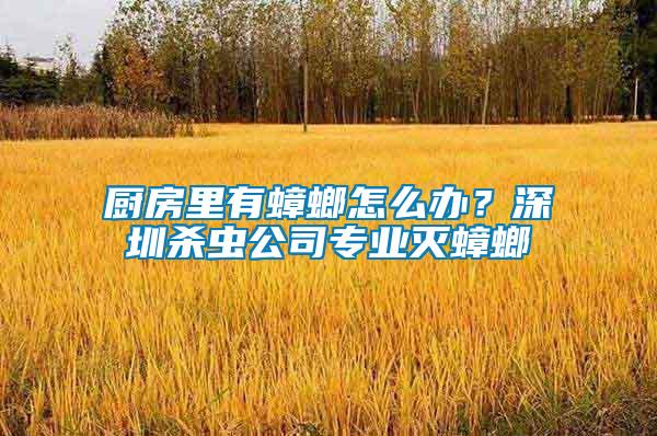 廚房里有蟑螂怎么辦？深圳殺蟲(chóng)公司專業(yè)滅蟑螂