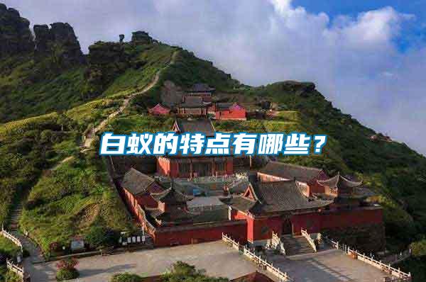 白蟻的特點有哪些？
