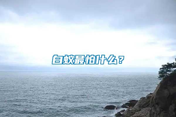 白蟻最怕什么？