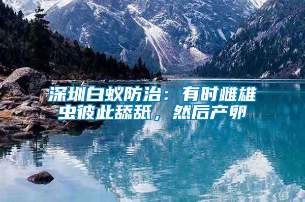 深圳白蟻防治：有時雌雄蟲彼此舔舐，然后產卵