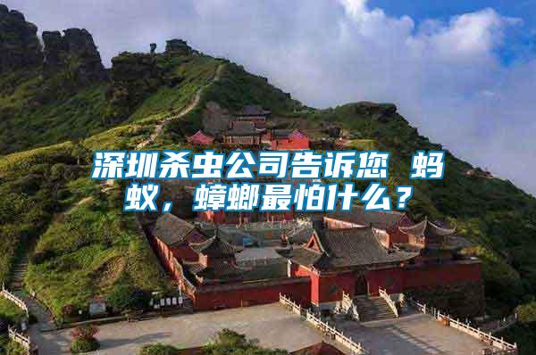 深圳殺蟲公司告訴您 螞蟻，蟑螂最怕什么？