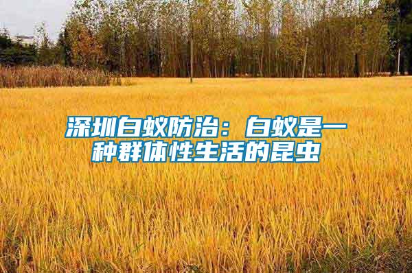 深圳白蟻防治：白蟻是一種群體性生活的昆蟲(chóng)