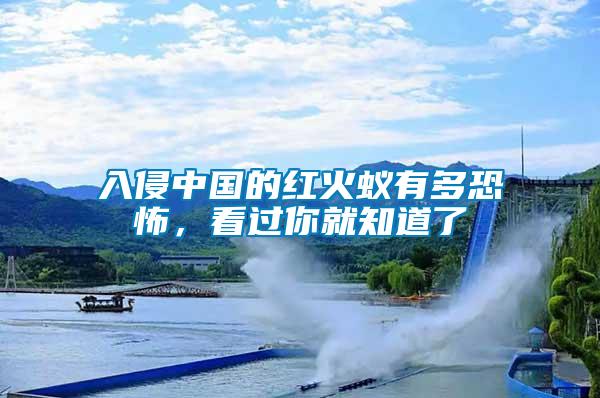 入侵中國的紅火蟻有多恐怖，看過你就知道了