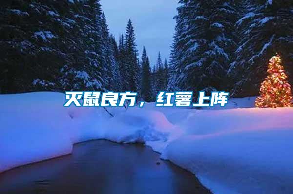 滅鼠良方，紅薯上陣