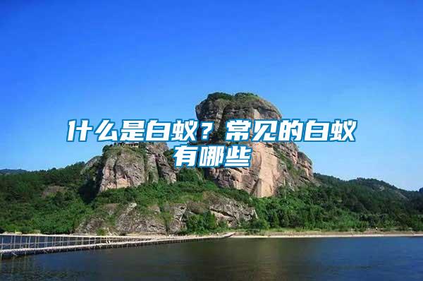 什么是白蟻？常見的白蟻有哪些