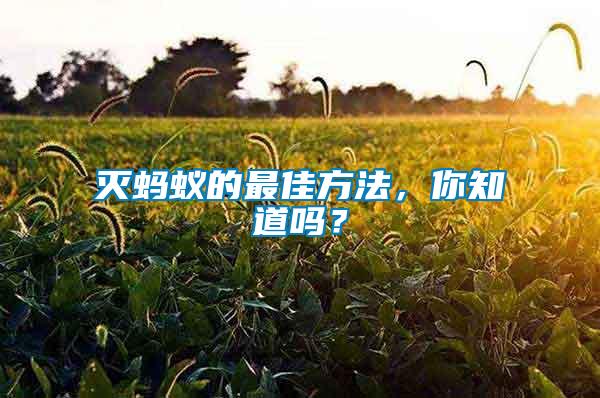 滅螞蟻的最佳方法，你知道嗎？