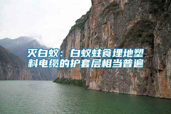 滅白蟻：白蟻蛀食埋地塑料電纜的護套層相當(dāng)普遍