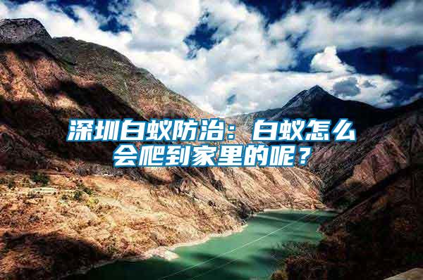 深圳白蟻防治：白蟻怎么會爬到家里的呢？