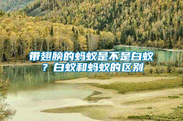 帶翅膀的螞蟻是不是白蟻？白蟻和螞蟻的區(qū)別