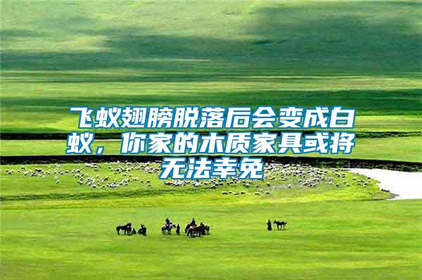 飛蟻翅膀脫落后會(huì)變成白蟻，你家的木質(zhì)家具或?qū)o(wú)法幸免